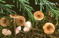 Gamundia striatula-amf1997